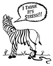 Immagine di una zebra stressata