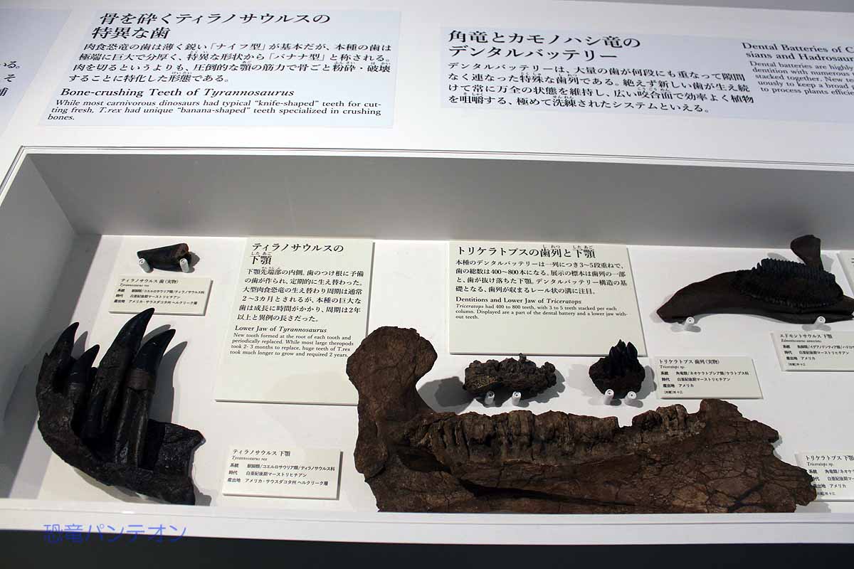 恐竜ごとに食性で異なる歯の形・大きさ・機能