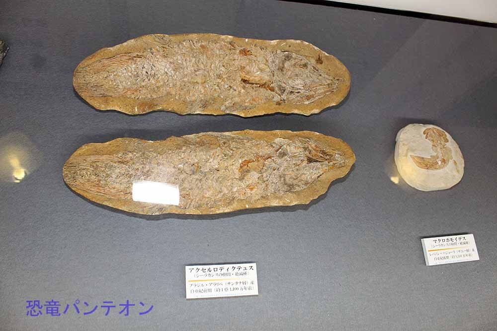 特別展は、謎に包まれた生態「ザ・シーラカンス」