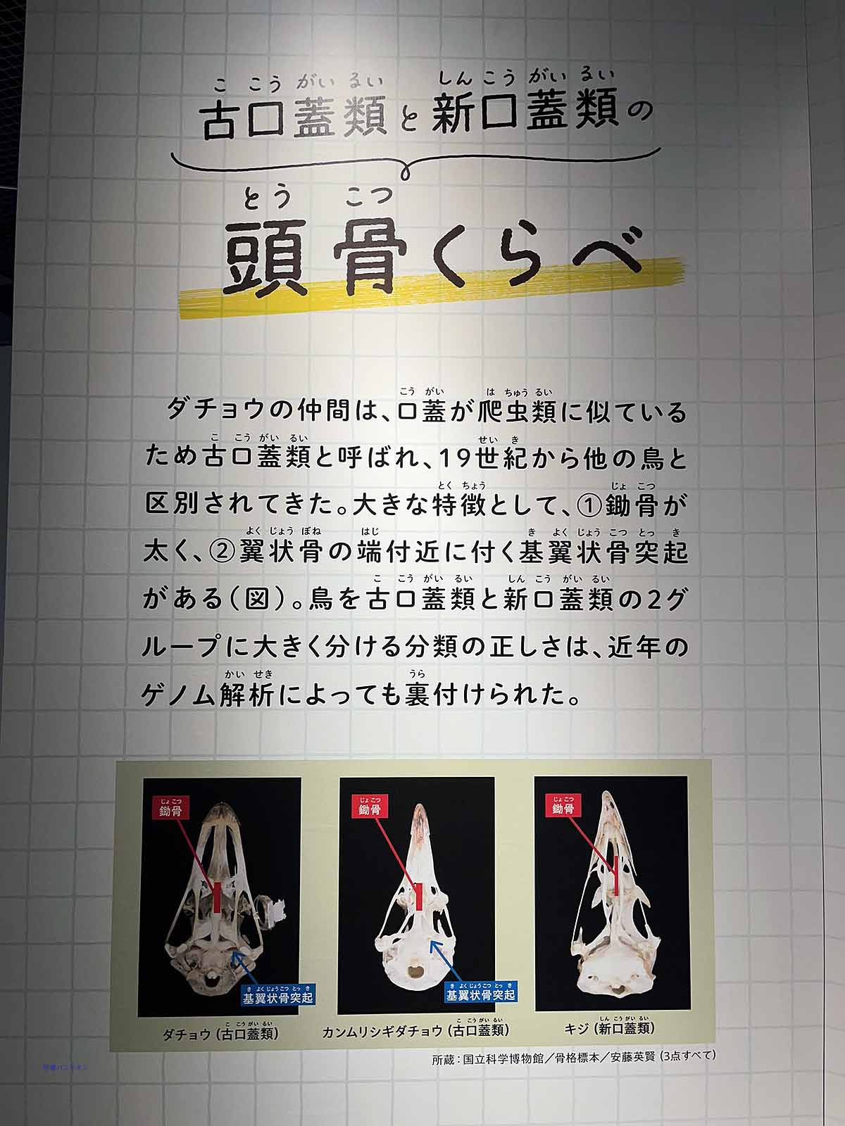 古口蓋類と新口蓋類の頭骨くらべ イラストは、ぬまがさワタリさん