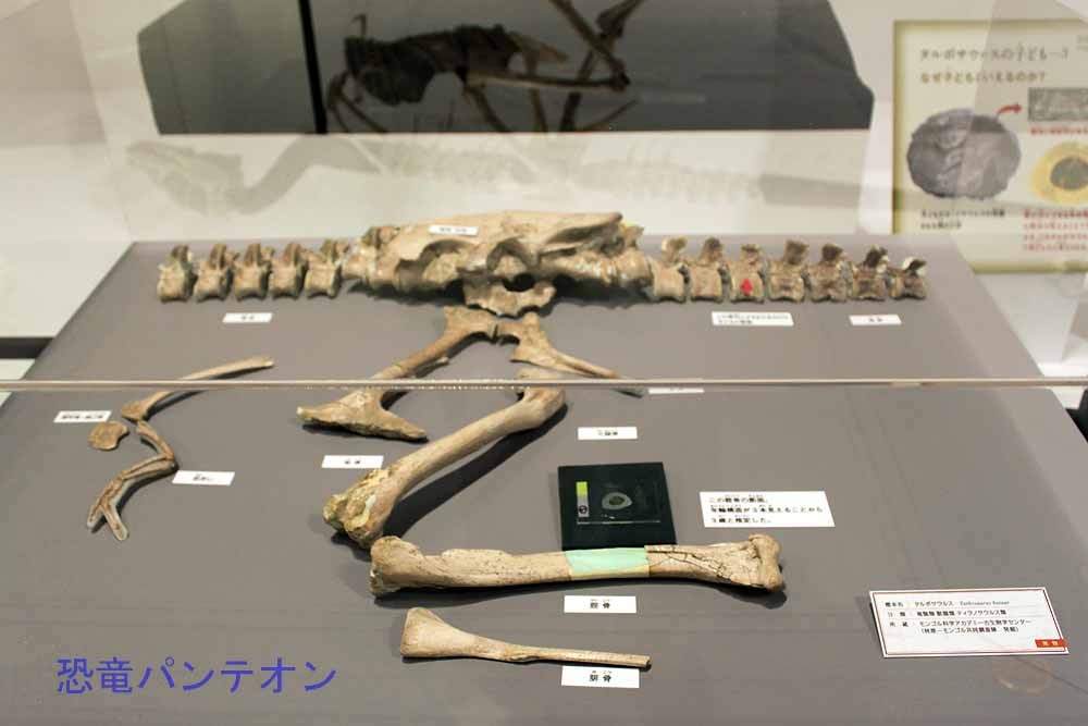 タルボサウルス全身骨格(実物化石)