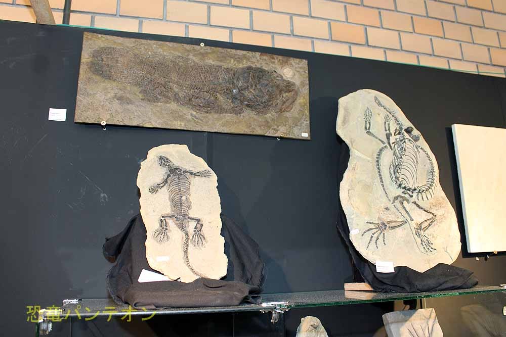 Peter Pittmann fossilien
