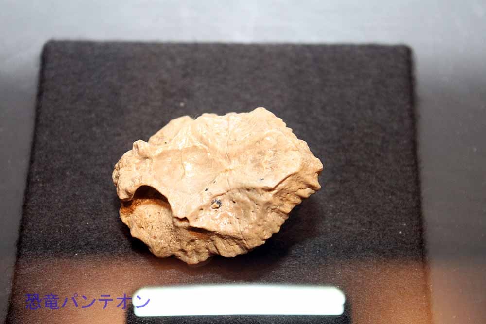 アムトケファレ頭骨(実物化石・ホロタイプ)