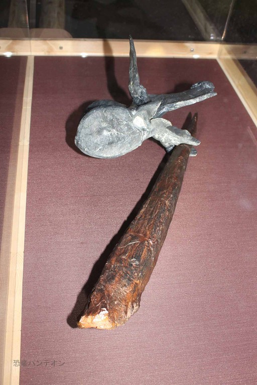 ステゴサウルスの尾の棘が刺さったアロサウルス椎骨