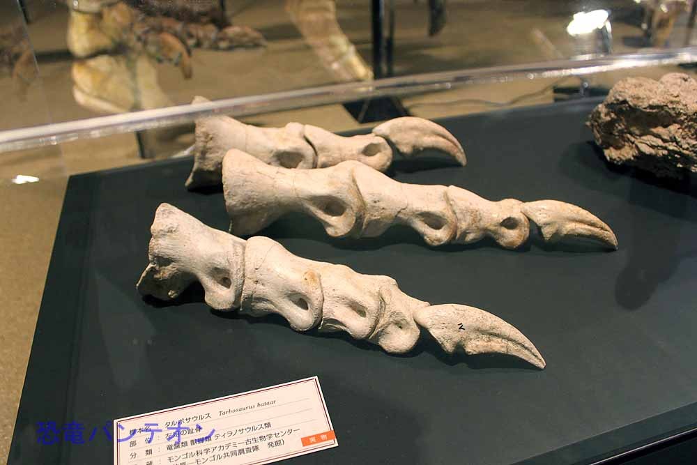 タルボサウルスの左趾骨