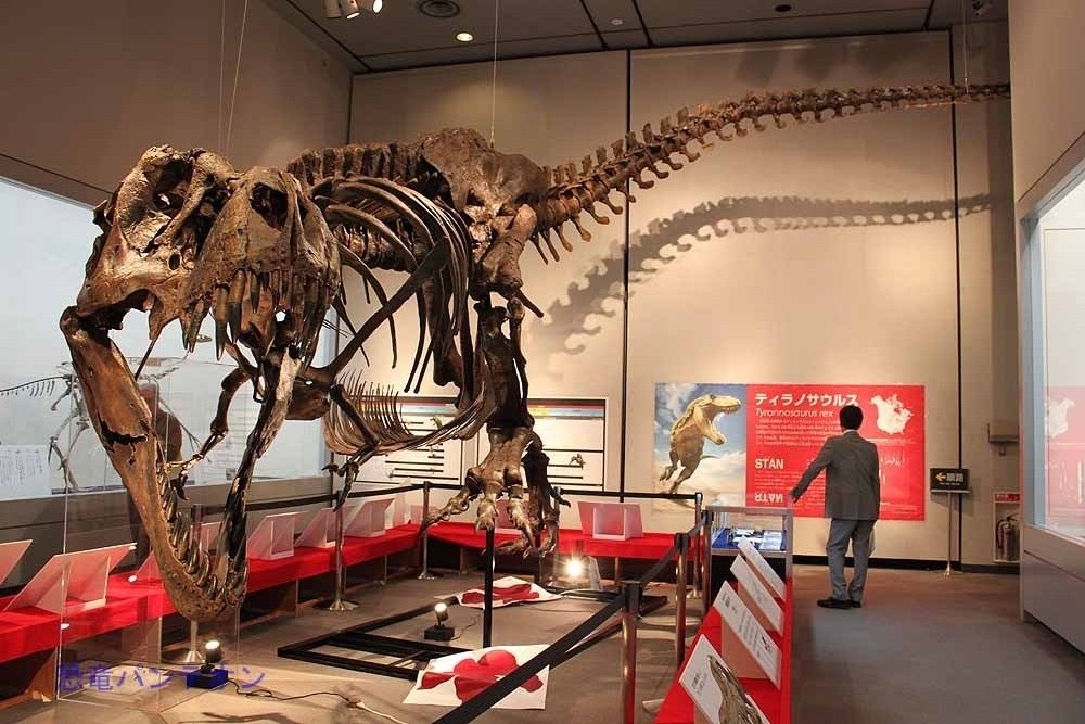 ティラノサウルス 肉食恐竜の世界 内覧会 Dinopantheons Jimdo Page