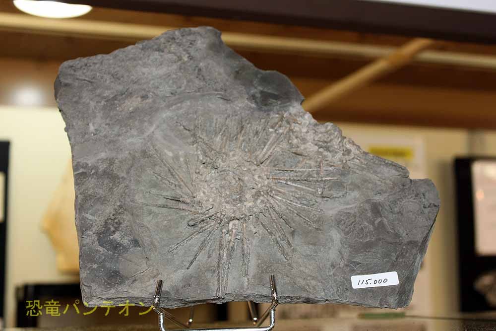 krautworst fossils