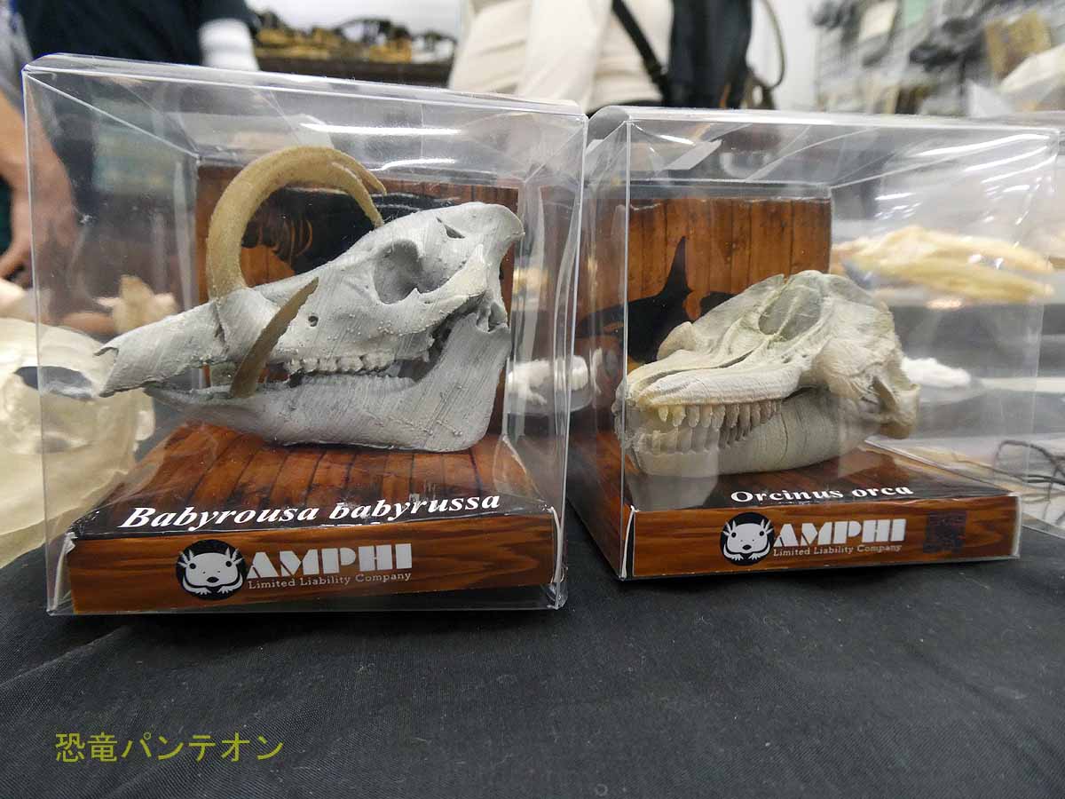 アンフィさんの製品、頭骨縮小3Dレプリカ。3Dプリンターで製作