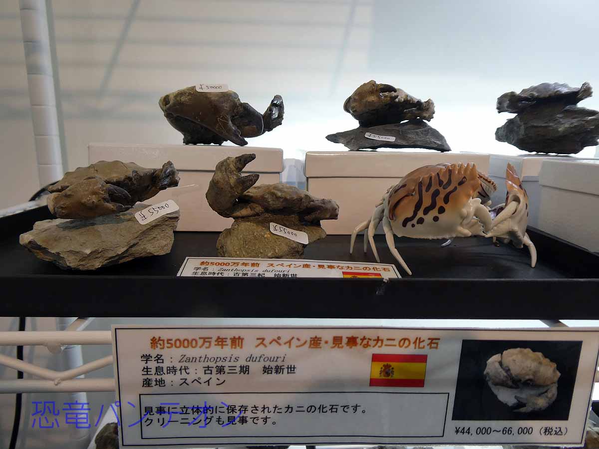 茹でたら食べられそう！ 約5000万年前　スペイン産化石