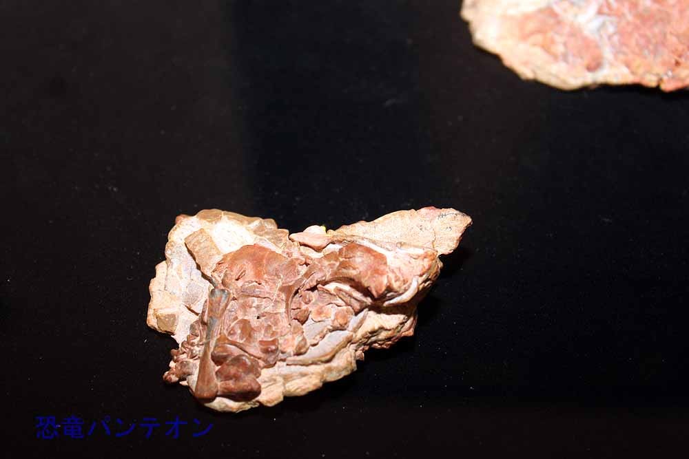 オヴィラプトル類杯(実物化石)