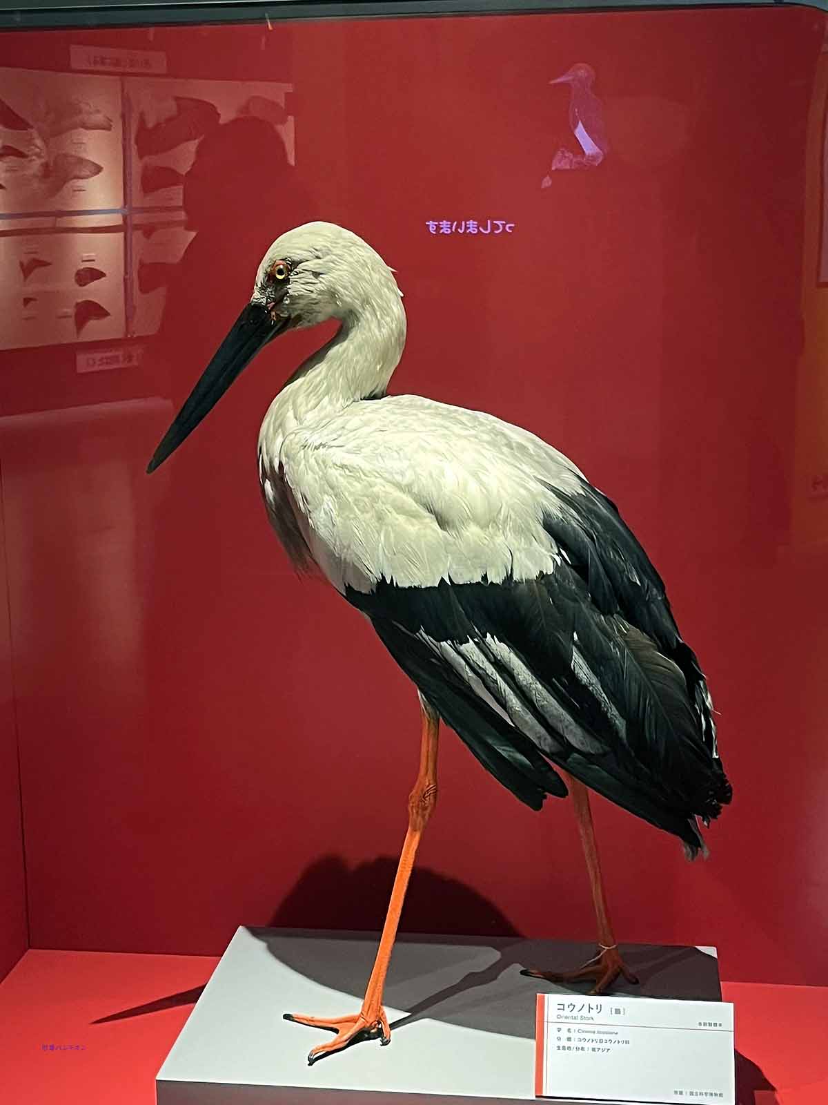 コウノトリ