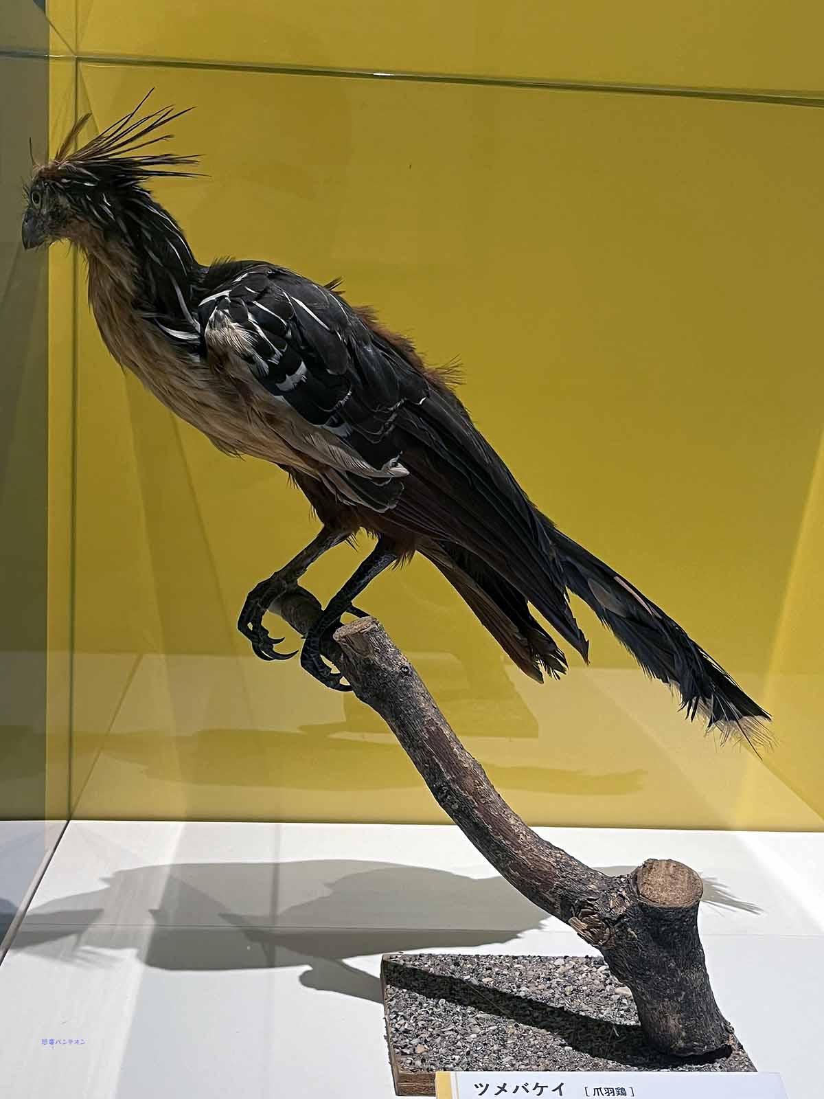 ツメバケイ 1目1種の特殊な鳥