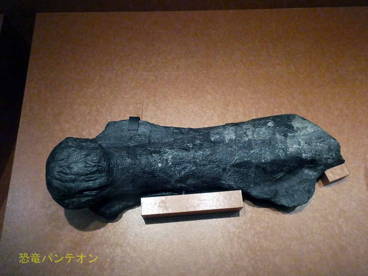 ハドロサウルス類大腿骨。鹿児島県薩摩川内市