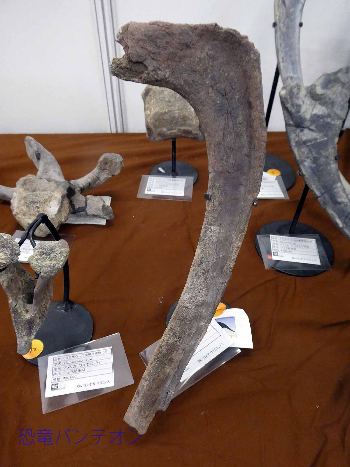 米、モンタナ州産トリケラトプス肋骨化石、大きい方はサウスダコタ州産トリケラトプス肋骨化石と西テキサス産クリトサウルス幼体坐骨、椎骨はモンタナ州産エドモントサウルス