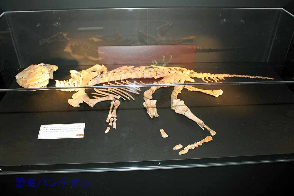 プシッタコサウルスたちの時代 白亜紀前期/約1億1000万年前 プシッタコサウルスたちの時代 白亜紀前期/約1億1000万年前
