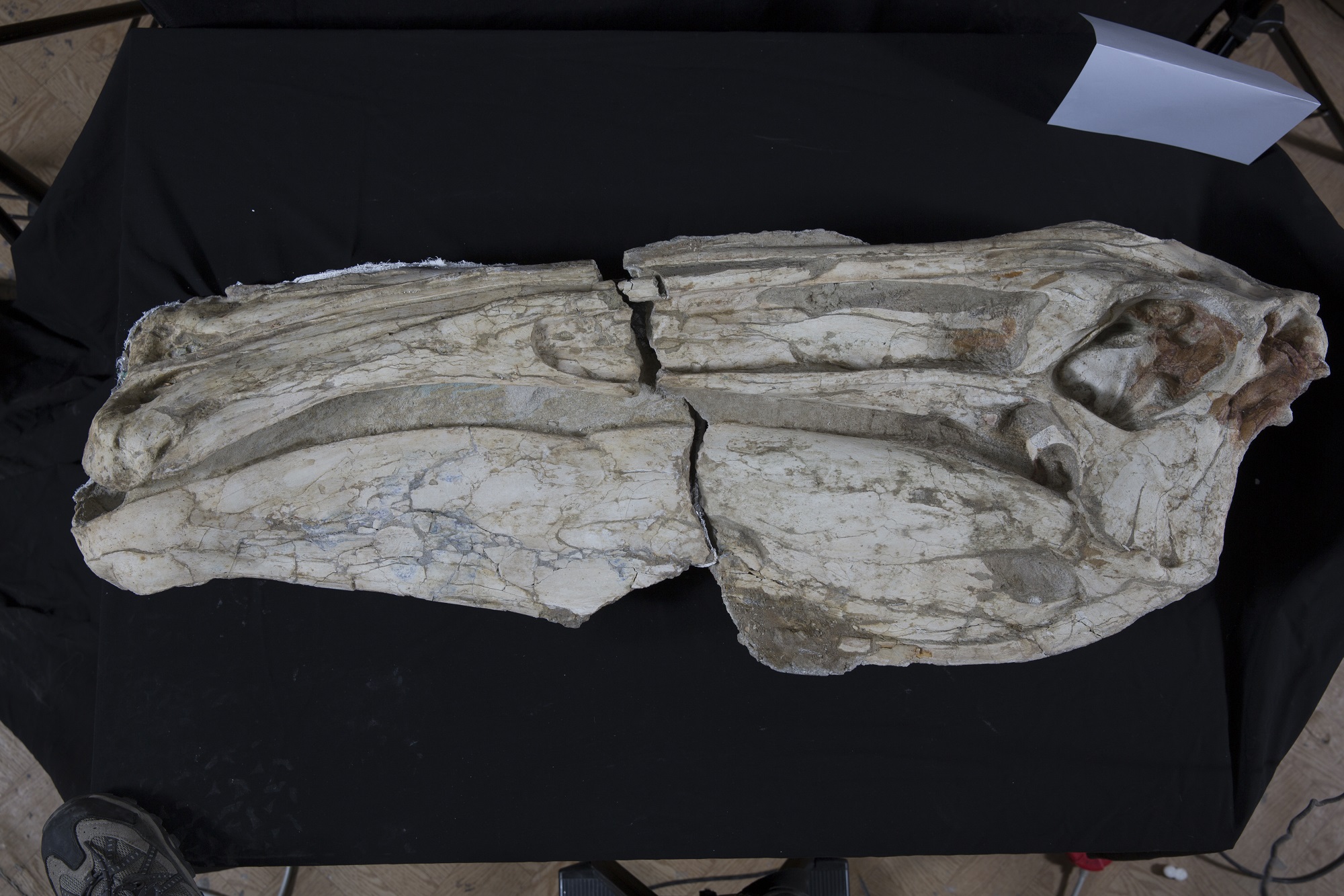 デイノケイルス 頭部 （実物化石）© Institute of Paleontology and Geology of Mongolian Academy of Sciences