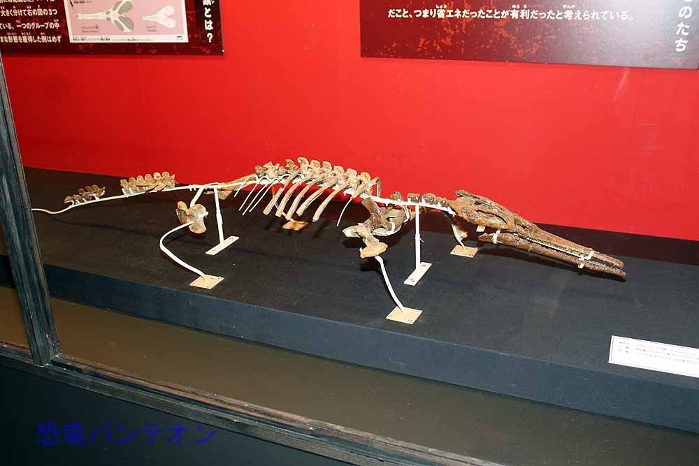 ネオコリストデラ類(実物化石)