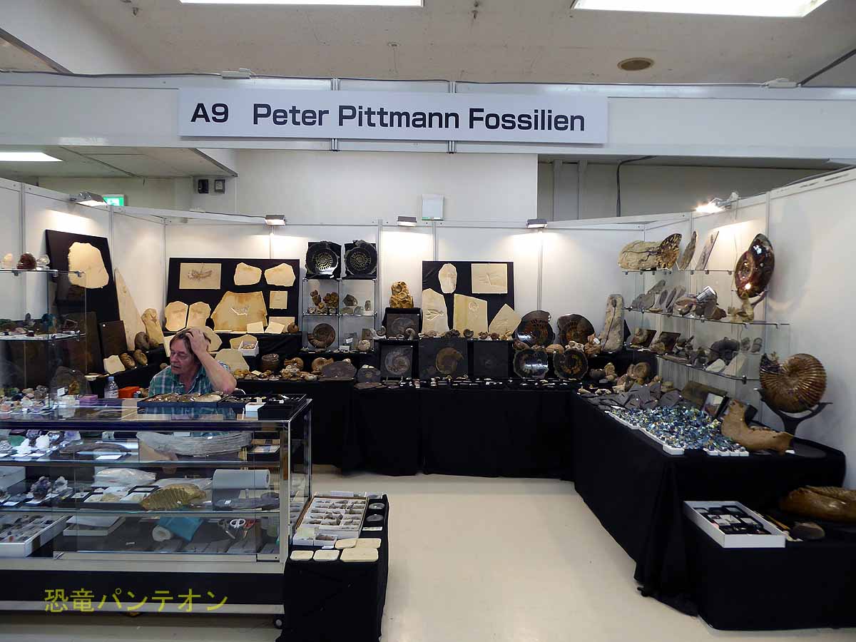 Peter Pittmann Fossilien