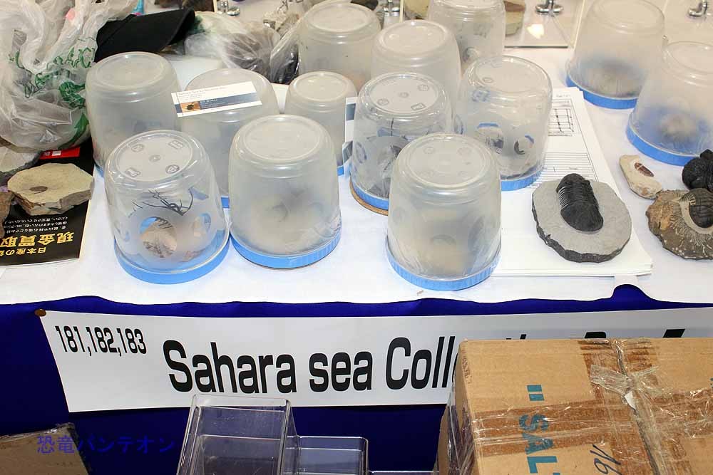 Sahara sea Collection-Doc Fossil　三葉虫がメインのお店です。