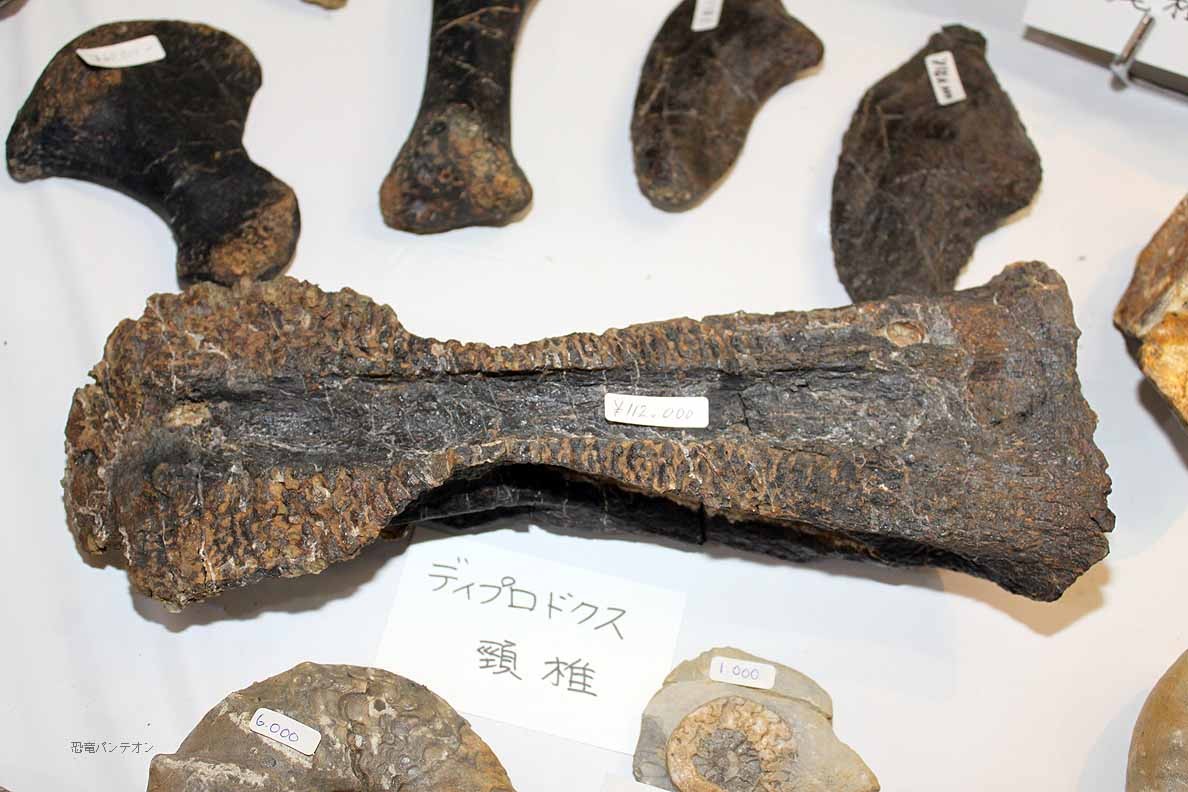 Krautworst Fossils