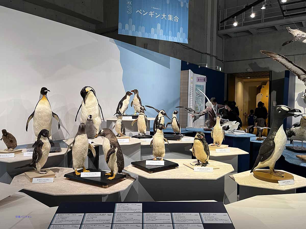 ペンギン大集合 とにかくかわいい　右端オオウミガラスわかるかな？