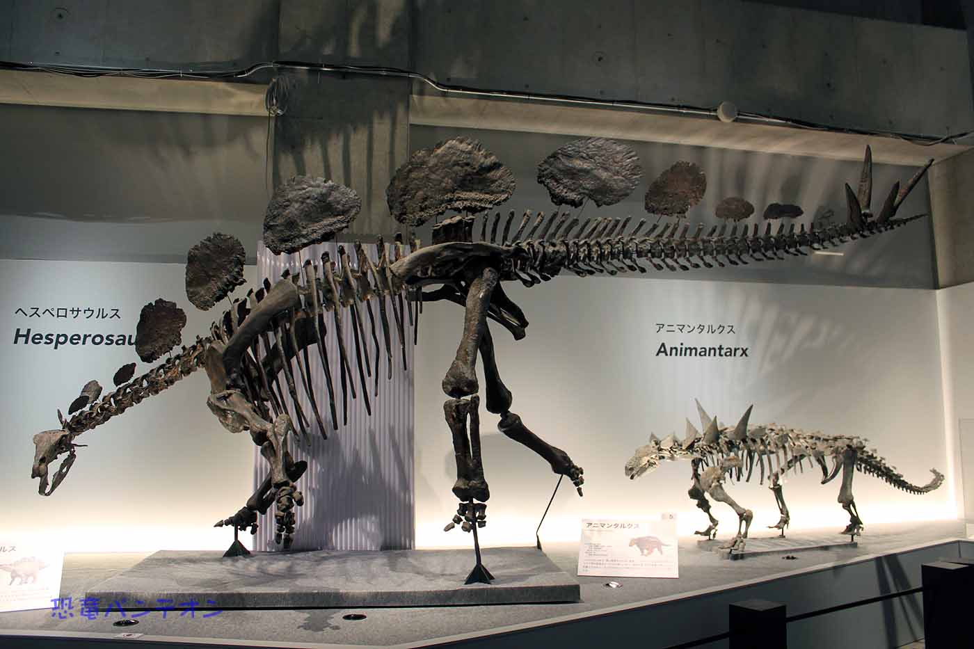 ヘスペロサウルス