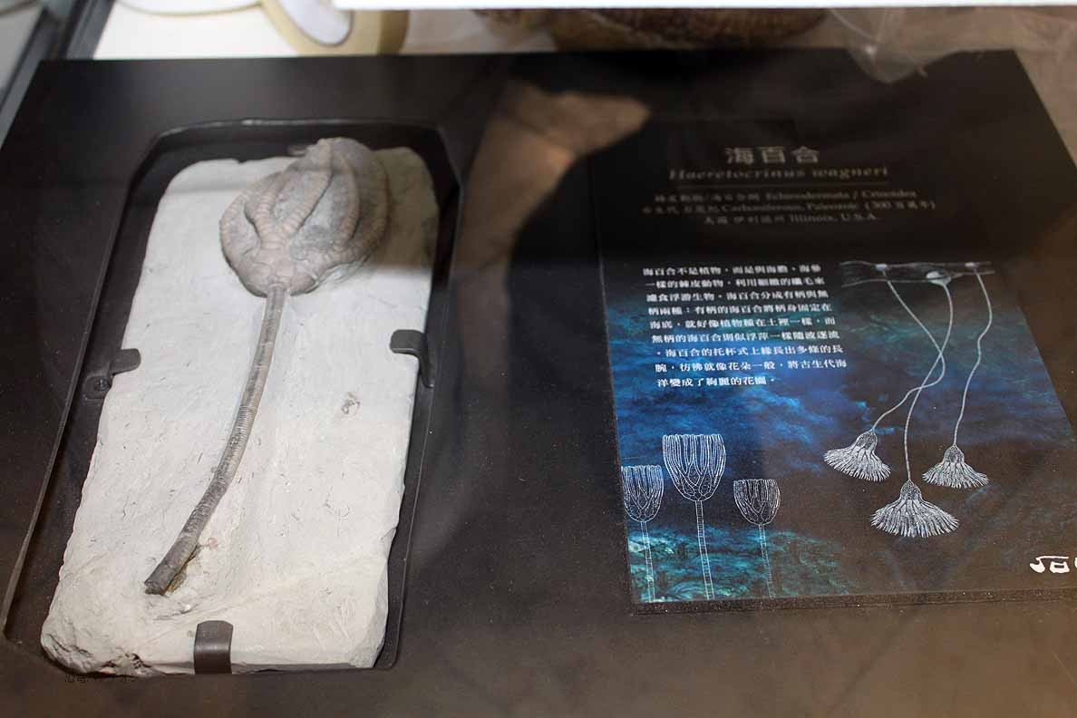 Peter Pittmann Fossilien 中国産のウミユリでしょうか