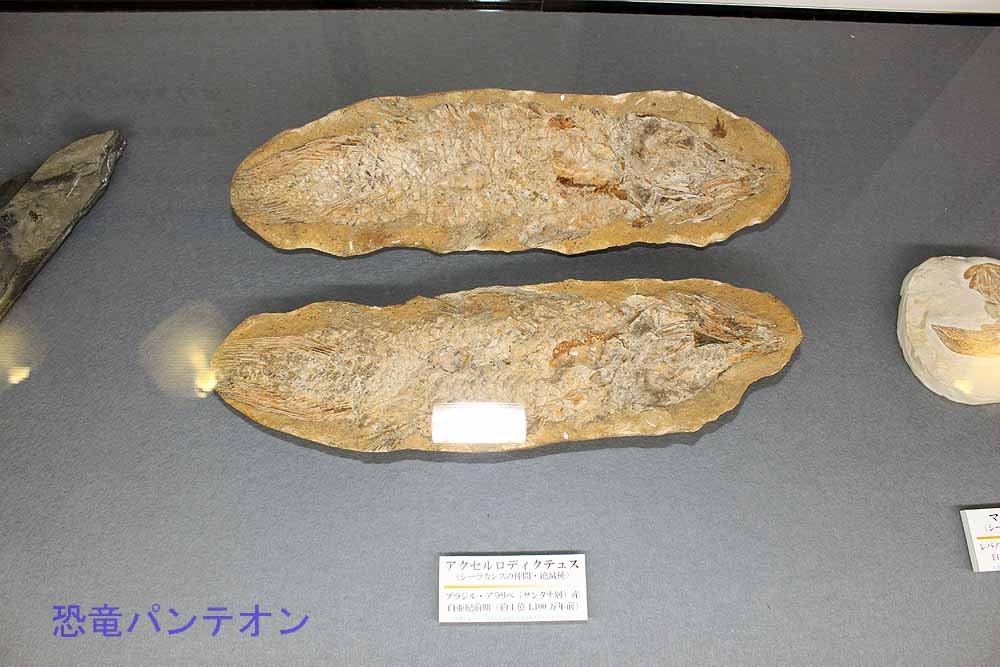 特別展は、謎に包まれた生態「ザ・シーラカンス」