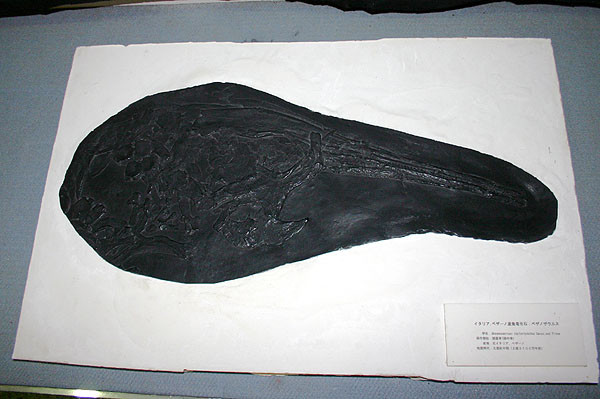 イタリア　ベザーノ産魚竜化石　ベザノサウルス