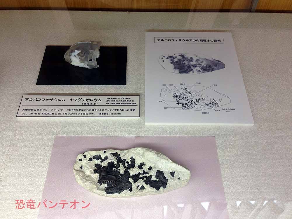 合間には展示標本も見学。アルバロフォサウルス