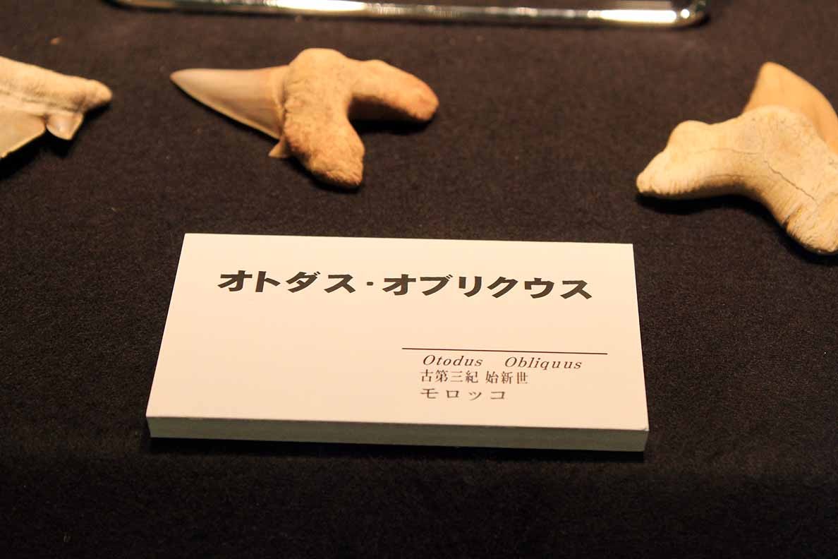 特別展「ザ・シャーク」から