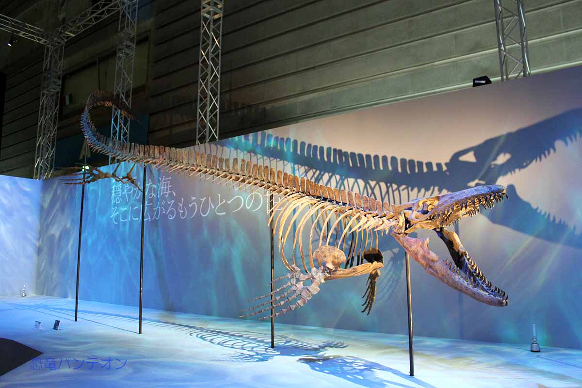 モササウルス　種未定