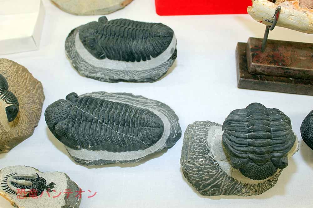 Sahara sea Collection-Doc Fossil