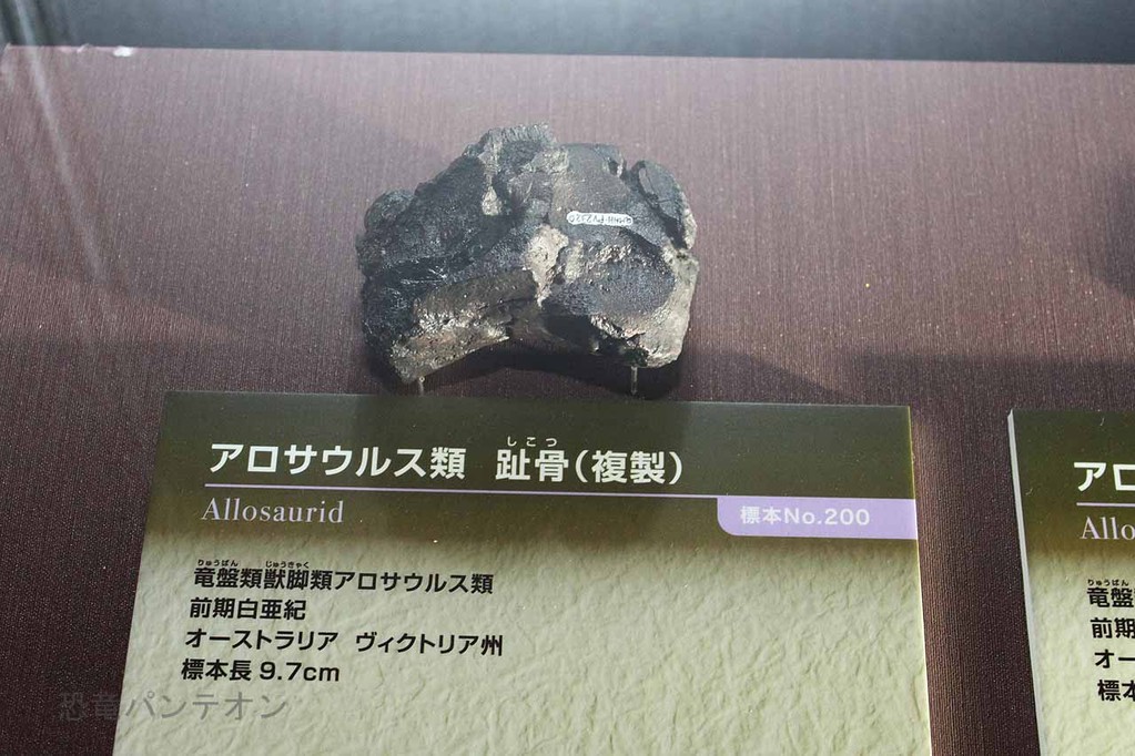 アロサウルス類　趾骨