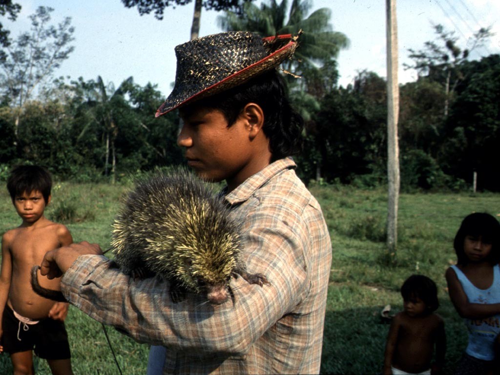 Ein Indianerjunge hat einen Greifstachler (Coendou) von Hand aufgezogen. Dieses scheue Baumtier läst sich nur von seiner Bezugsperson anfassen.