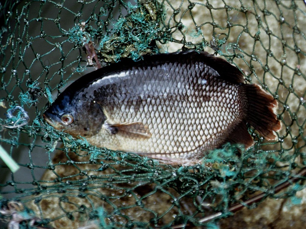 Dieser Riesengurami oder Speisegurami (Osphronemus goramy) kann 70 cm lang werden.