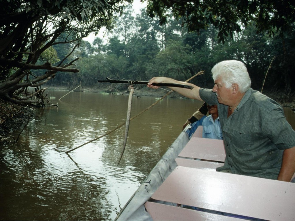 An diesen Fixangeln erwischte es auch diese Fisch fressende Warzenschlange (Acrochordus javanicus).