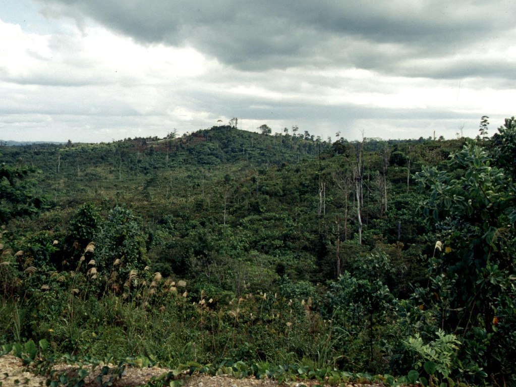 Dieses Schutzgebiet ist in den Jahren 1982, 1994, 1997 und 2000 abgebrannt. Die Brände sind immer von Holzfirmen gelegt worden. Vom Wald wurden 90 Prozent abgeholzt und zerstört.