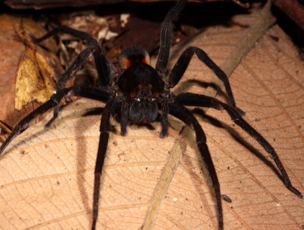 Die etwas kleinere Spinne mit ihren großen Augen könnte zu den Springspinnen gehören.