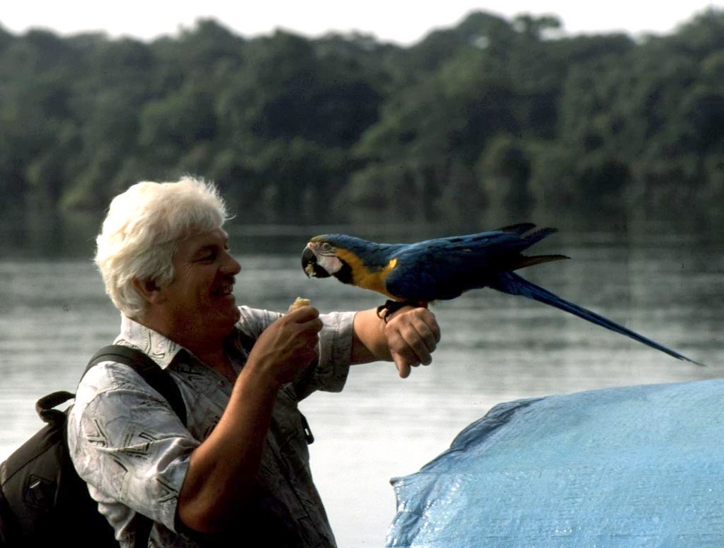 Gelbbrustara (Ara ararauna): Ich holte sogleich eine Banane heraus und prompt ließ sich der Vogel anlocken.