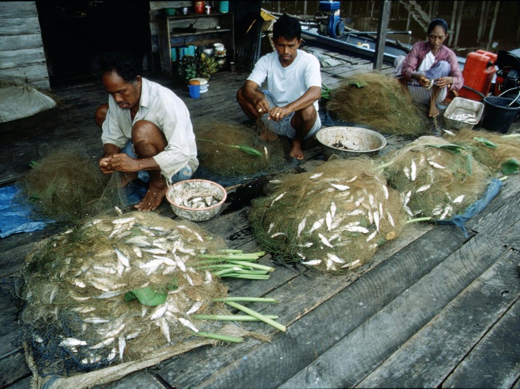 Fische werden von den Netzen befreit.