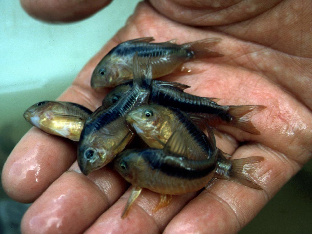 Um verschiedene Fische und hier vor allem unterschiedliche Panzerwelsarten zu finden, muss man mehrere Kilometer flussaufwärts alle möglichen Stellen absuchen.