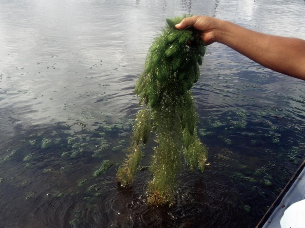 In klarem Wasser gibt es auch Wasserpflanzen zu finden.