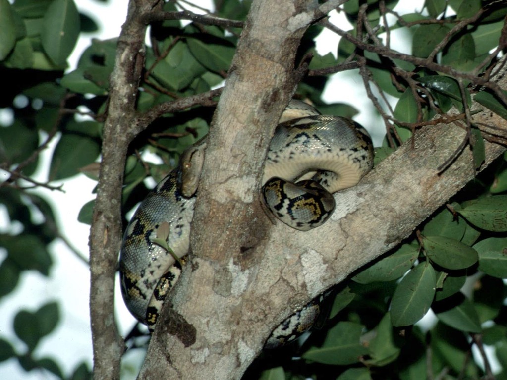 Wenn man Netzpythons fangen möchte, dann braucht man etwas Erfahrung, sonst flüchten sie sofort ins Wasser.