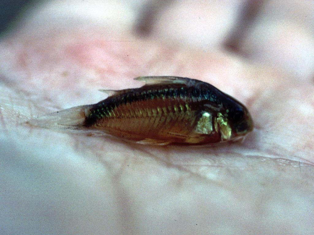 Corydoras spec.