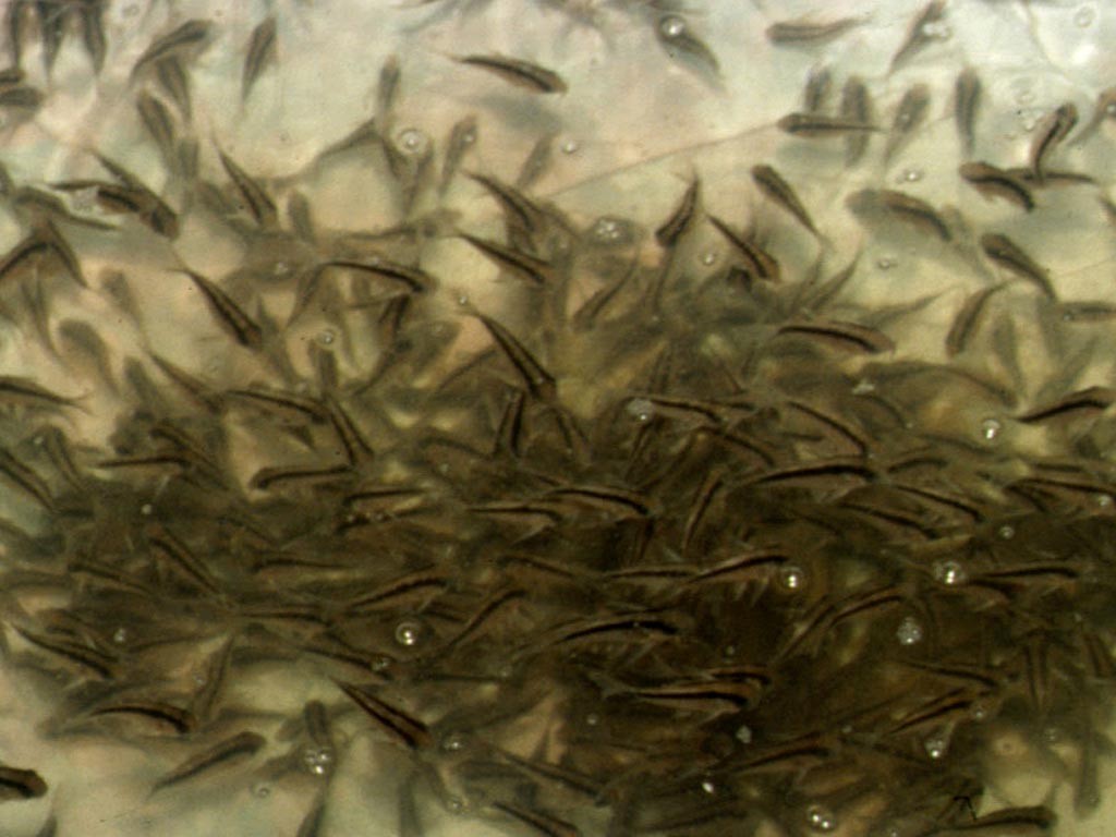 Daher werden so viele Fische auf engsten Raum transportiert.