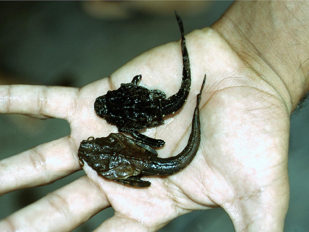 Laubwelse (Bunocephalus knerii).