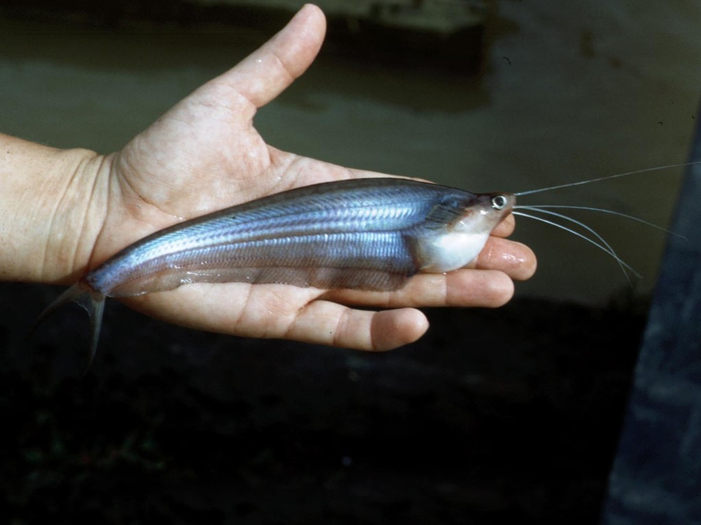 Borneo–Glaswels (Ompok eugeneiatus).