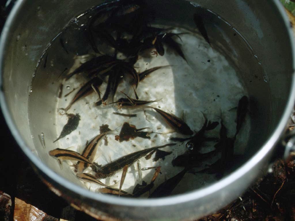 Wir füllten alle unsere mitgebrachten Gefäße mit Zierfischen. Sodann fotografierten wir die Fische einzeln der Reihe nach.