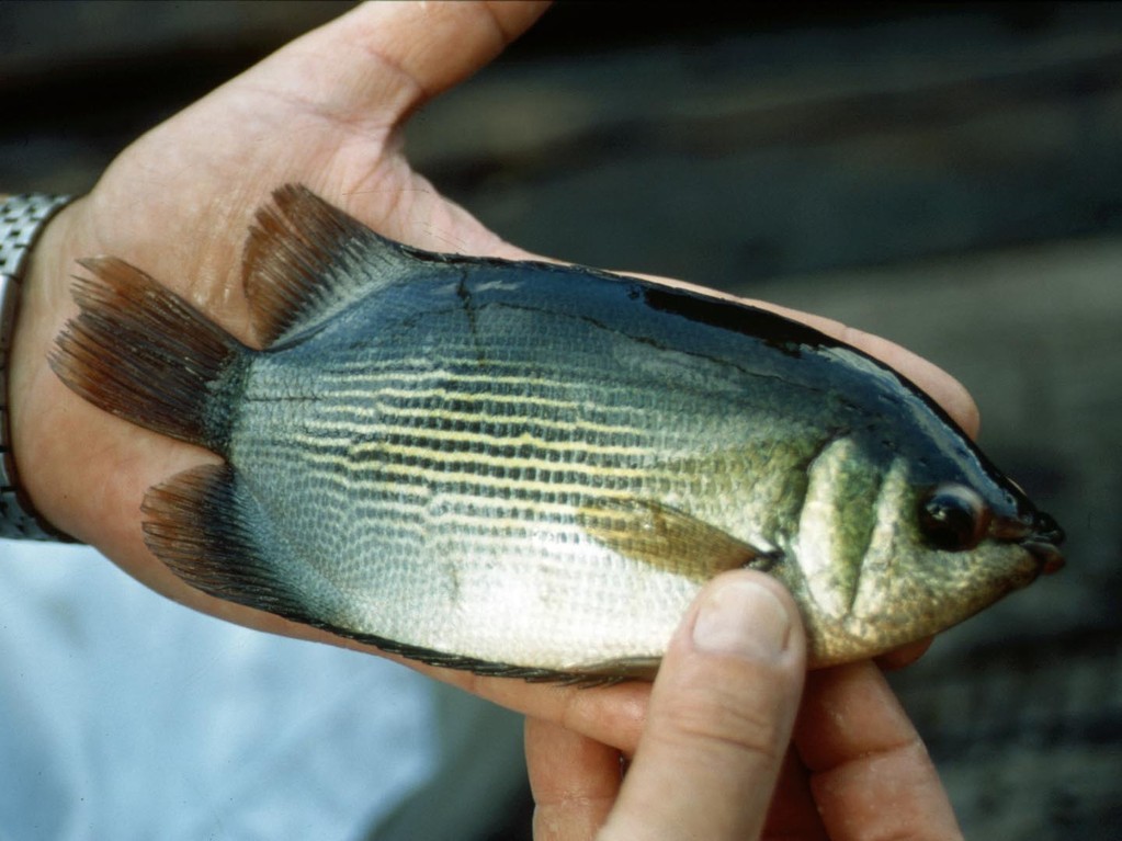 Küssender Gurami, grünliche Wildform (Helostoma temminckii).